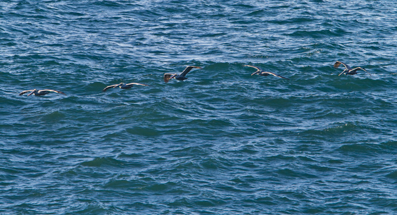 Brown Pelicans In Flight